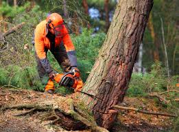 Tree and Shrub Care in Davison, MI